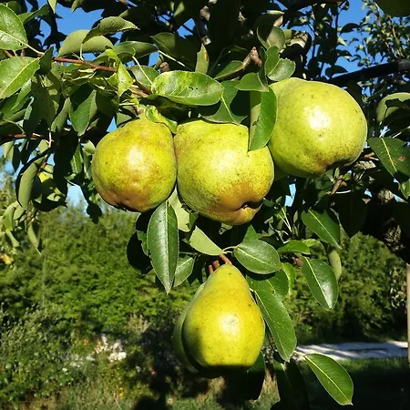 Agriturismo Il Molino Della Cagnoletta *